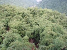 Bamboo forest